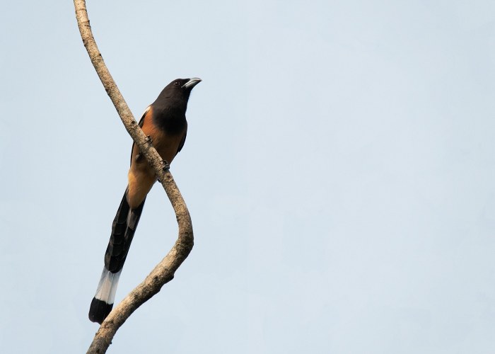 roufous treepie it has loud music calls vishnu vijayakumar trivandrum creativehut