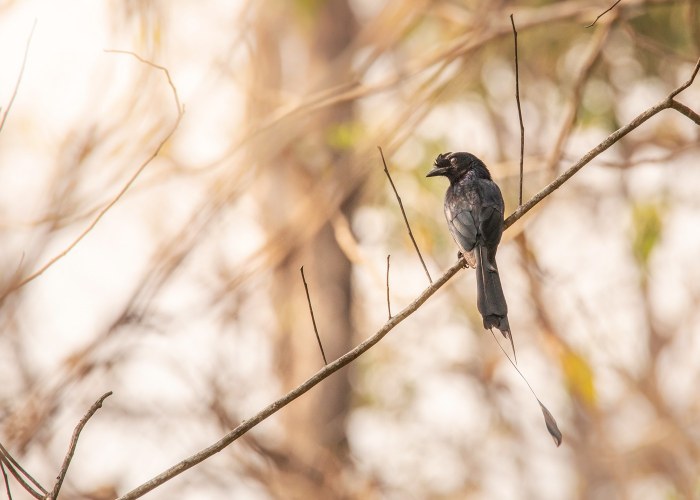 the greater racket tailed drongo-their-calls-are-repeated-whistles-metallic-and-nasal-sounds vishnu vijayakumar trivandrum creativehut