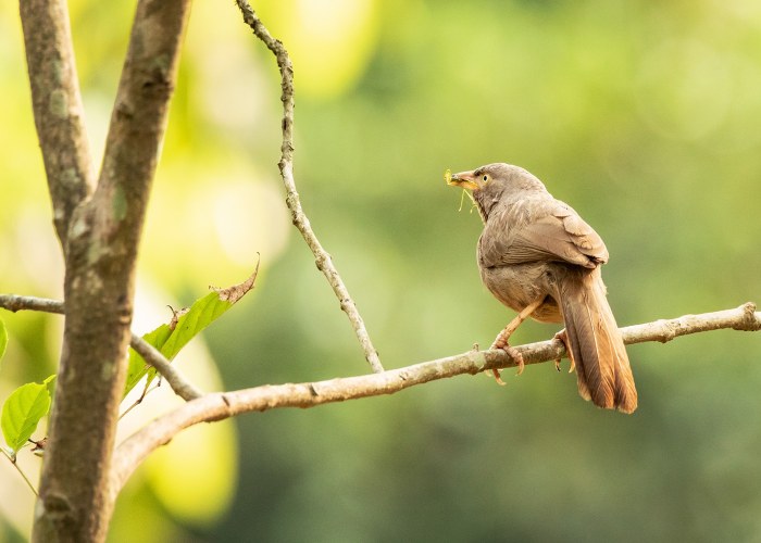 the jungle babbler popularly-known-as-seven sisiters vishnu vijaykumar trivandrum creativehut