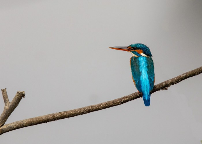 white throated kingfisher also-known as tree kingfisher vishnu vijayakumar trivandrum