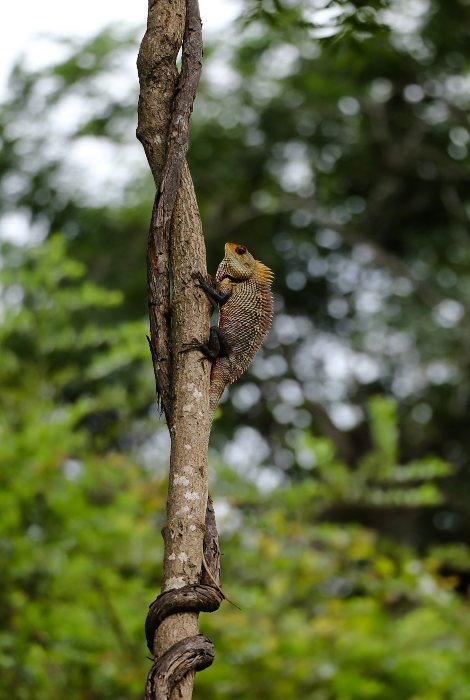 calotes a great place to go-away-from the pradeters abraj tamilnadu creativehut