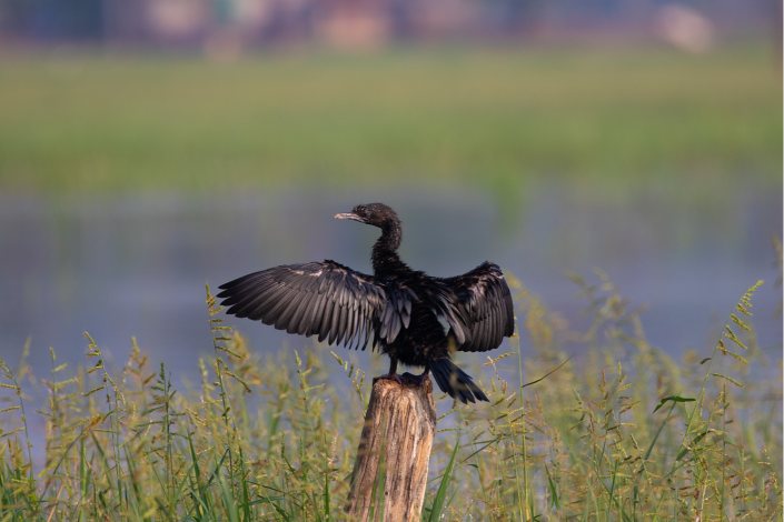 cormorant goal keeper abiraj tamilnadu creativehut