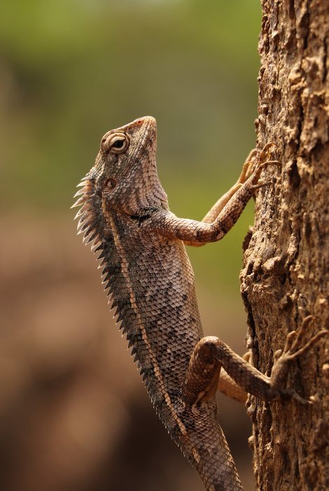 garden lizard lizards can detach-their-trails-themselves-from predators abiraj tamilnadu creativehut