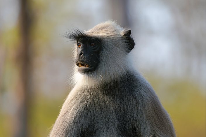 gray langur when he looks at his girlfriend with nostalgia-abiraj tamilnadu creativehut