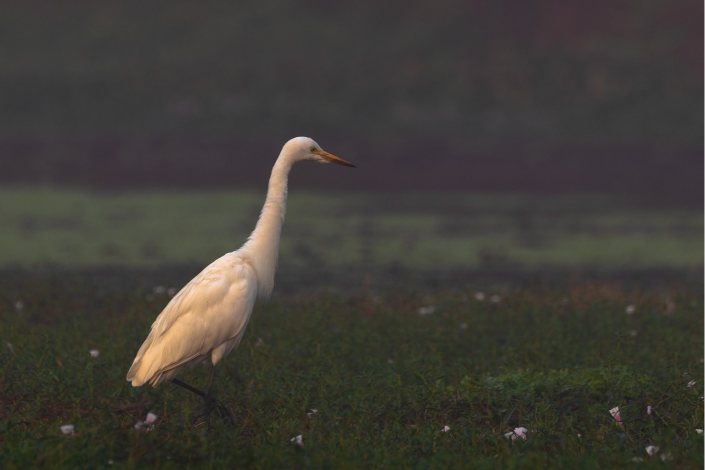 great egret waiting for opponent-abiraj tamilnadu creativehut