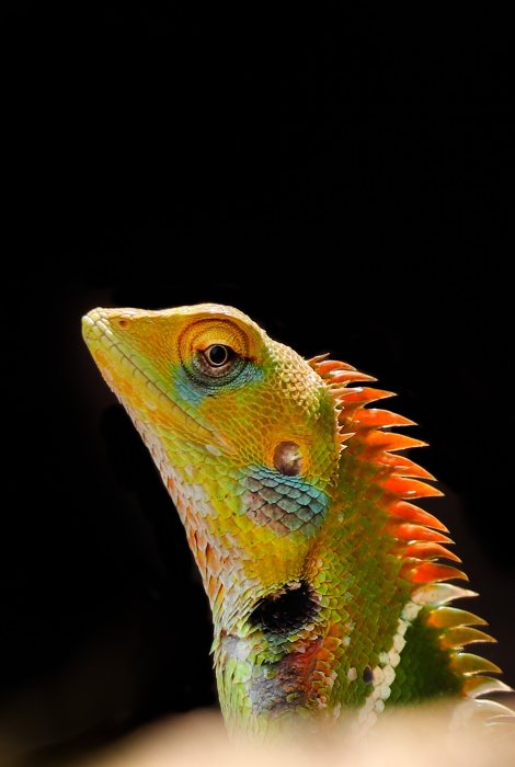 green calotes they feed on small insects and-other invertebrates abiraj tamilnadu creativehut