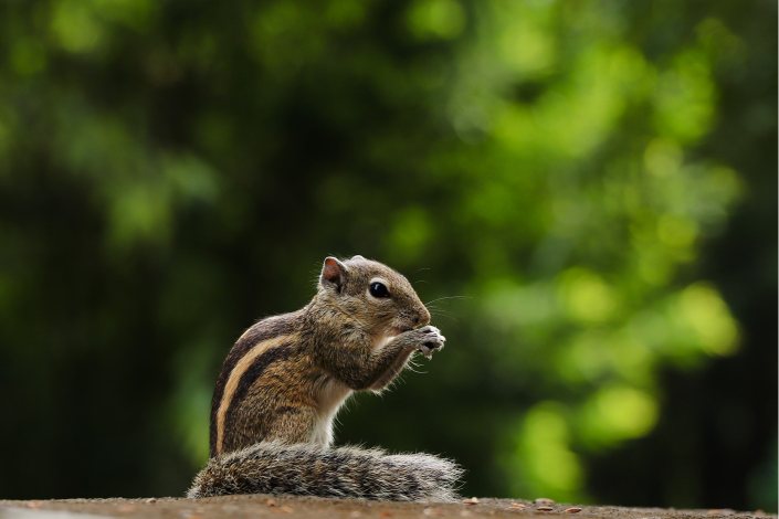 palm squirrel yummy abiraj tamilnadu creativehut