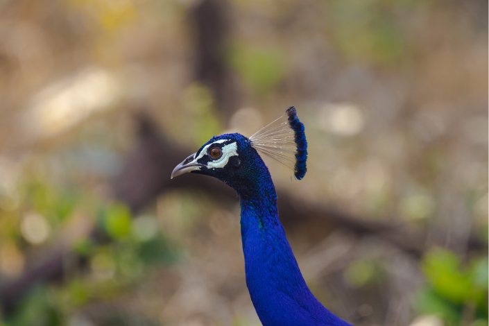 peacock crown on head abiraj tamilnadu creativehut