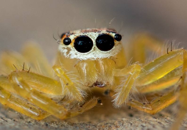 jumping-spider-ebin-pj