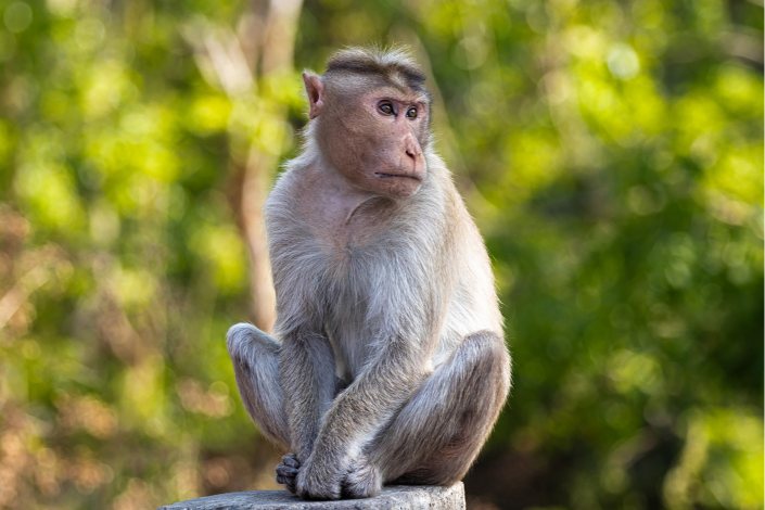 rhesus monkey looking for perfect time to jump abiraj tamilnadu creativehut