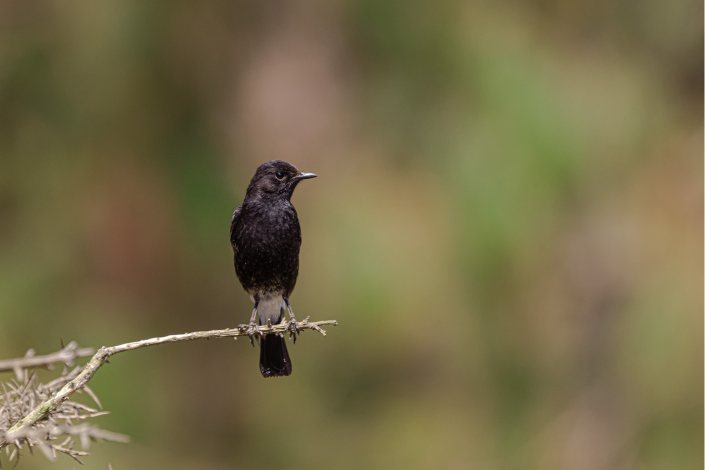 southern black flycatcher looking for his girlfriend abiraj tamilnadu creativehut