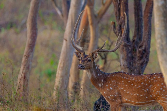 spotted deer coming out of the darkness abiraj tamilnadu creativehut