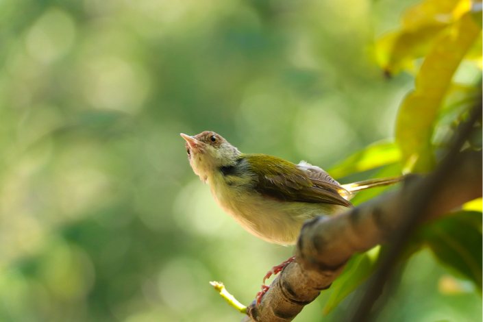 tailorbird ready to take the leap abiraj tamilnadu creativehut