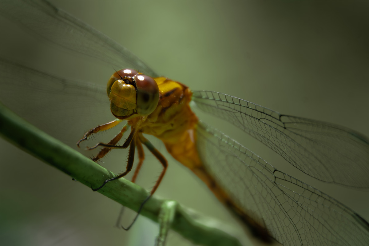 a dragon fly