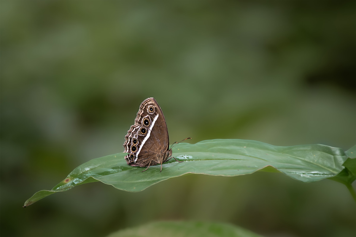 a brownie bush butterfly