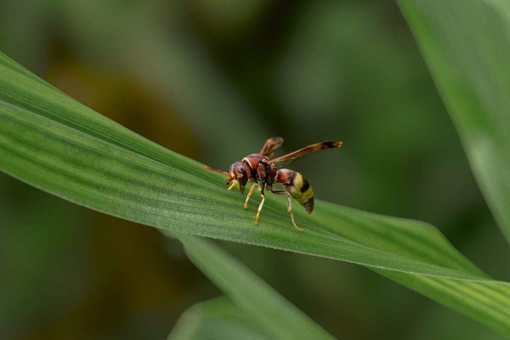 Leafmajesty wasp reigns on natures leaf throne arshad palakad Kerala creativehut