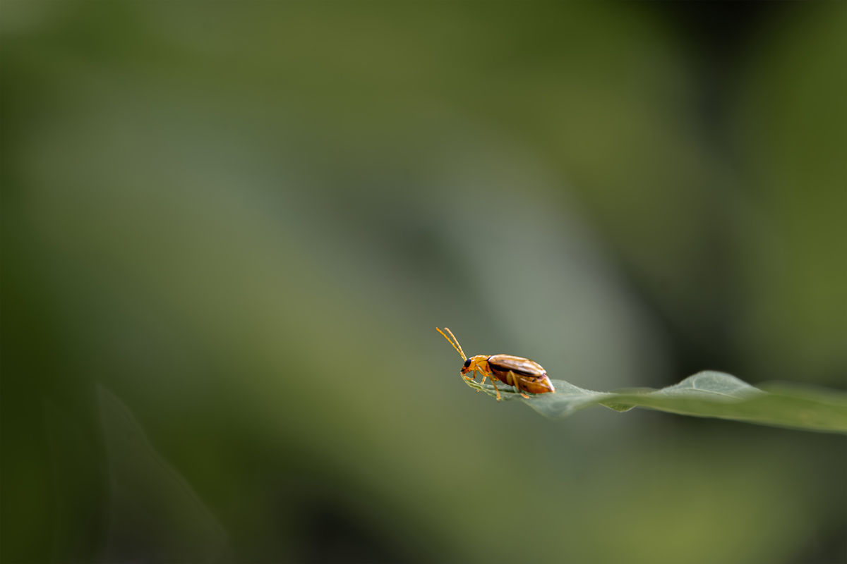 a monolepta beetle