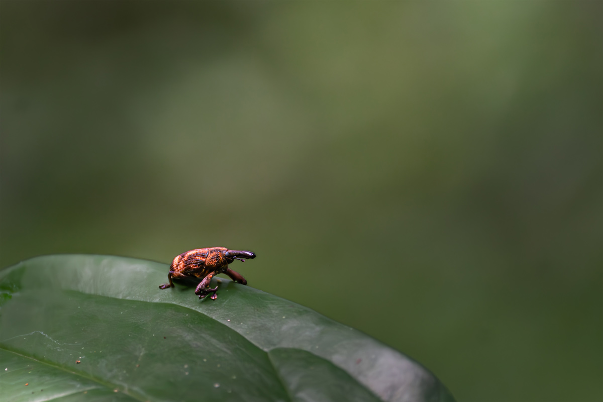 a palm weevil