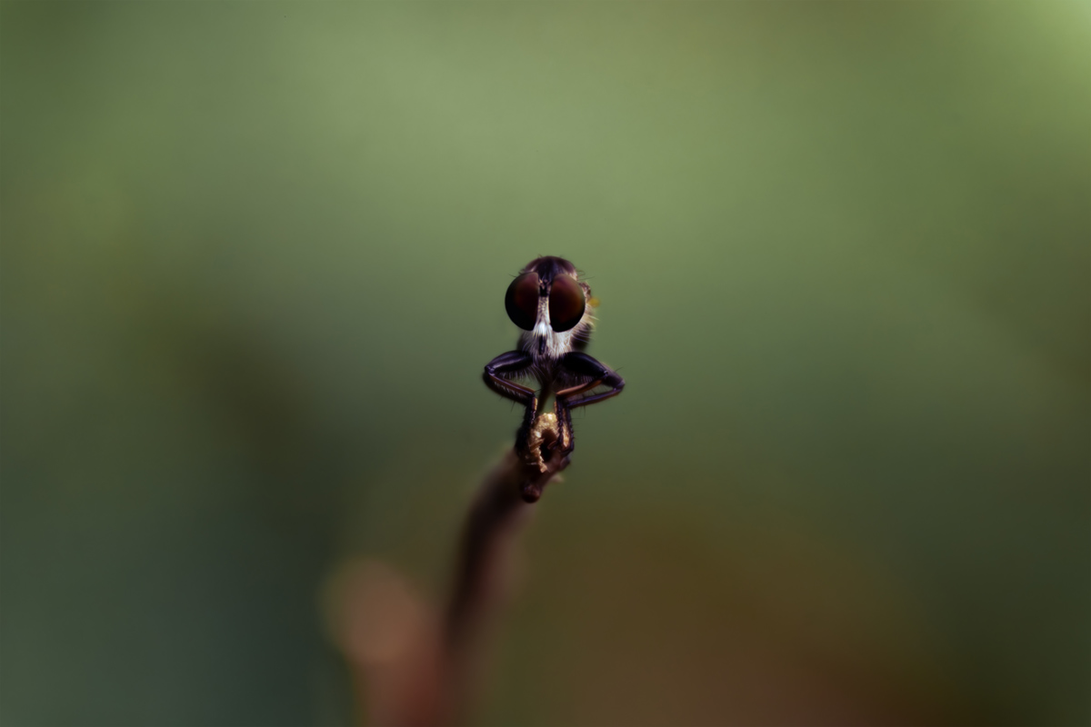 the robber fly