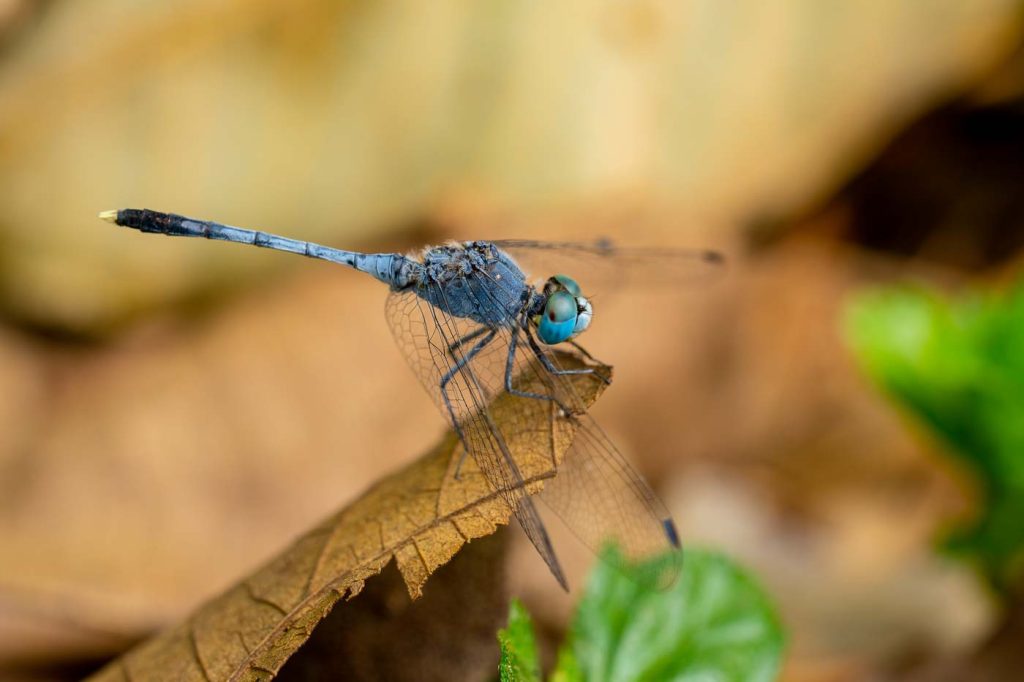 blue dasher there is wonder in natures everyhting sweta west bengal creativehut