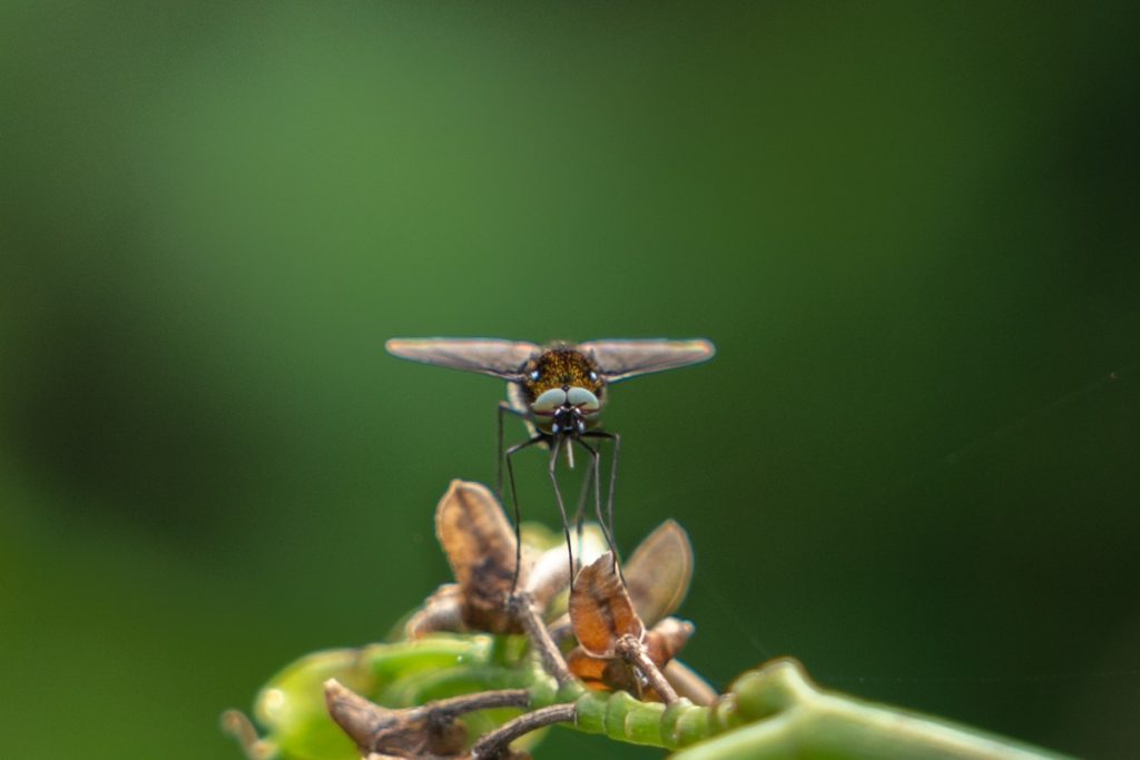 mossymonarch little bug on a green planet arshad Palakad Kerala Creativehut