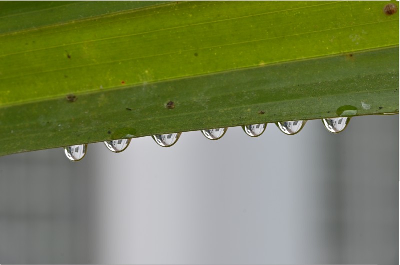 natures lens remaining of the rain sanal thrissur creativehut