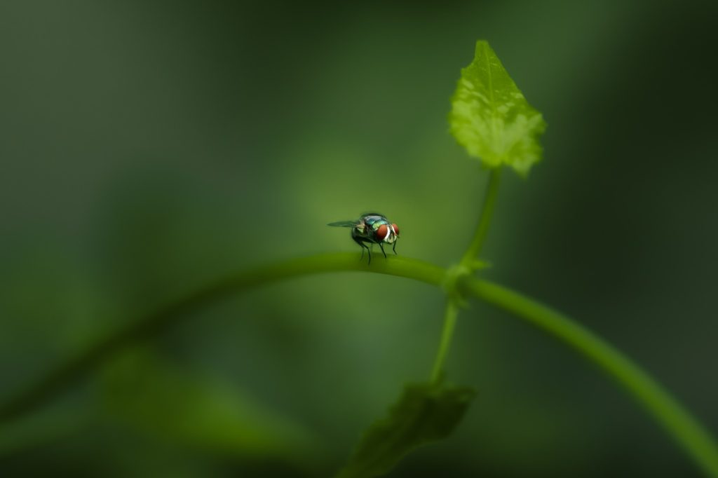 red eyed charm leaf serentiy on a winding wine harikrishnan alappuzha creativehut