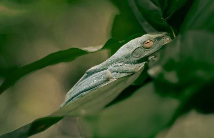 A silent green sleeper frog sleeping peacefully