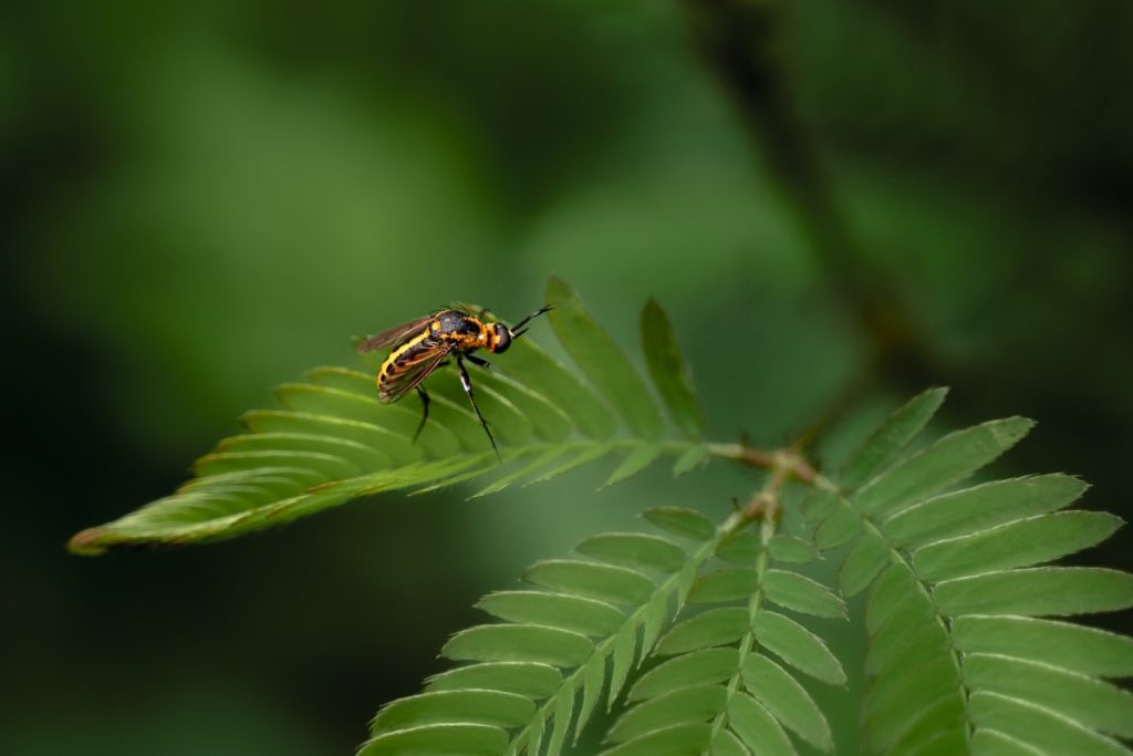 stunningtoxophora tiny hoverly graceful mid air beauty harikrishnan alappuzha