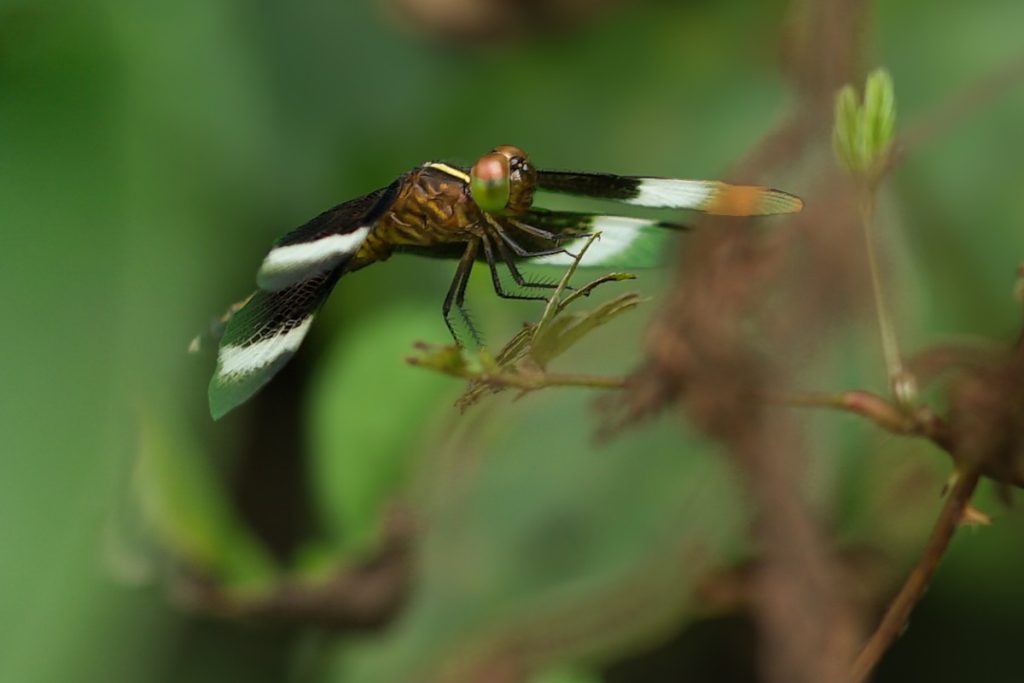 twigrest a dragonfly taking rest on a twig arshad Palakad Kerala Creativehut