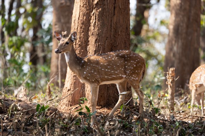 female deer female spotted deer remain fertile for the complete year paladugu rajasekhar creativehut