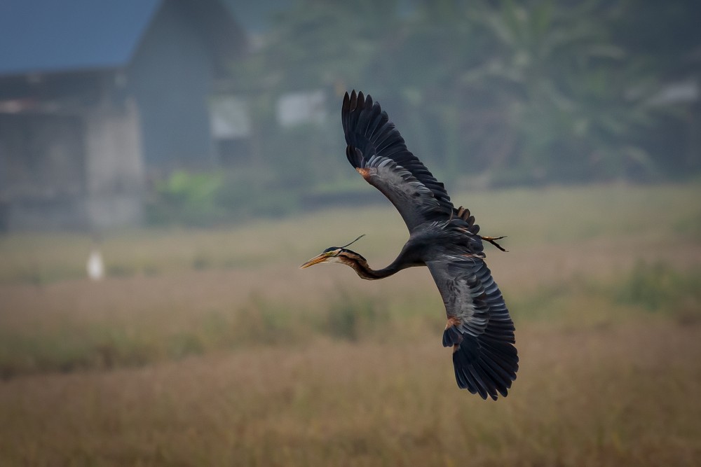 great blue heron i am alone mostly paladugu rajasekhar andhrapradesh