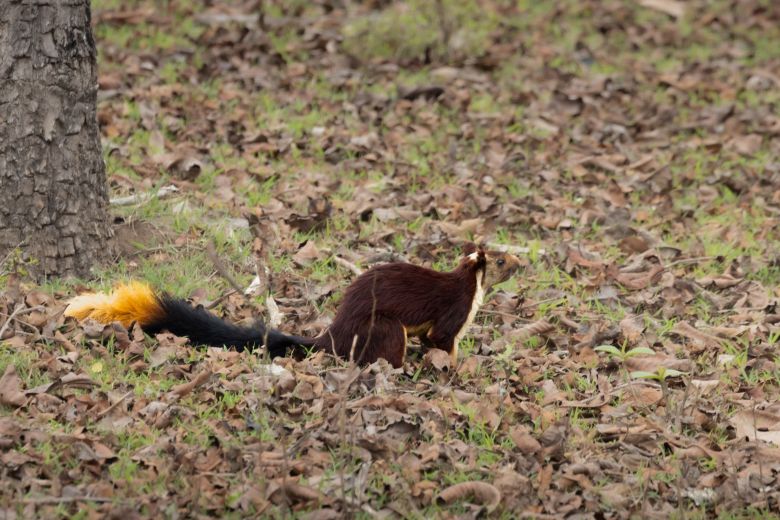 inadian malabar squirrel i am a giant and multicolored paladugu rajasekhar andhrapradesh creativehut