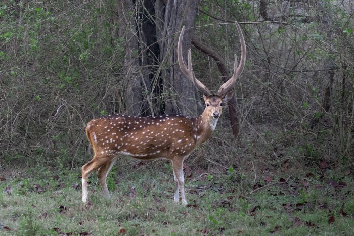 male deer graze grass for-whole-year paladugu rajasekhar andhrapradesh creativehut