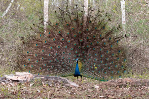 male peacock i will impress her with my dance paladugu rajasekhar andhrapradesh creativehut