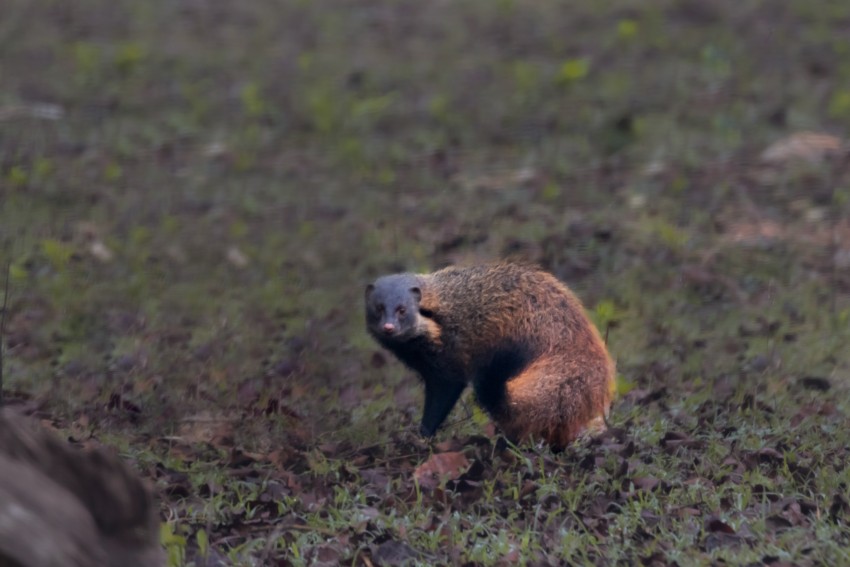 mongoose i am a brave snake hunter paladugu rajasekhar andhrapradesh creativehut