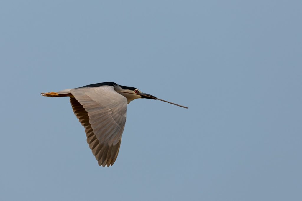 night heron i had to get home before-sunset paladugu rajasekhar andhrapradesh creativehut