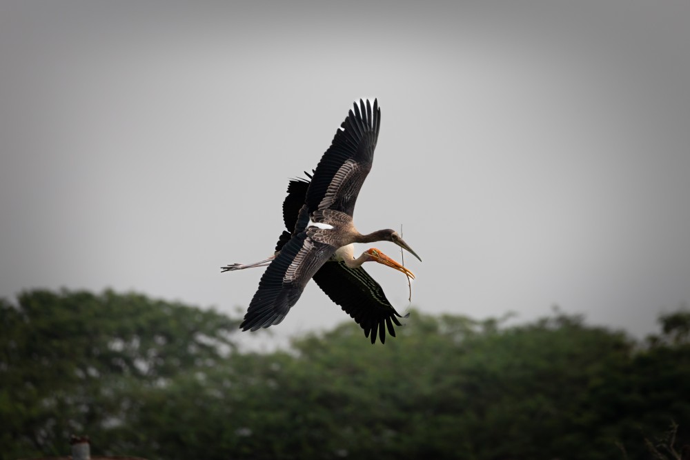 painted stork hello there buddy please dont get in my way paladugu rajasekhar andhrapradesh creativehut