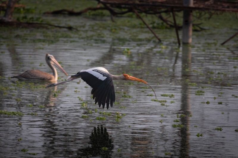 painted stork i am in  a rush to finish my house paladugu rajasekhar andhrapraesh creativehut