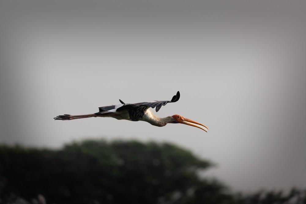 painted stork i come from a long way away paladugu rajasekhar andhrapradesh creativehut