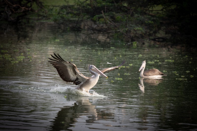 pink backed pelican i love skating on the water paladugu rajasekhar andhrapradesh creativehut