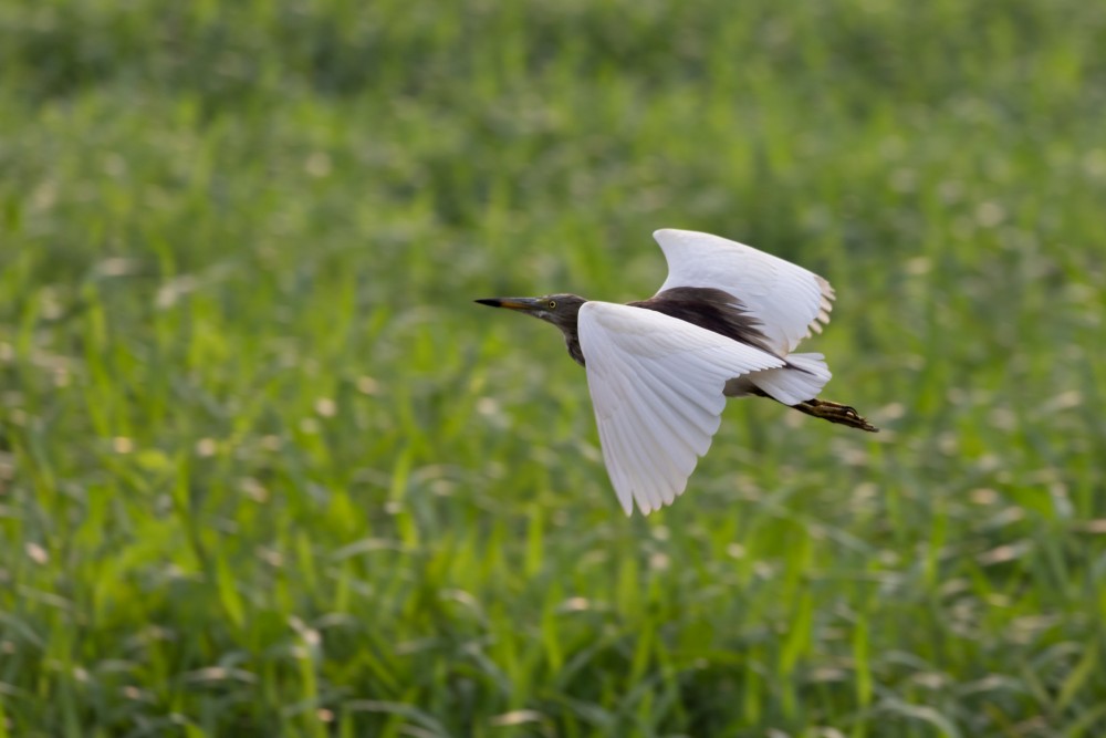 pond heron i am short but i am fast paladugu rajasekhar andhrapradesh creativehut