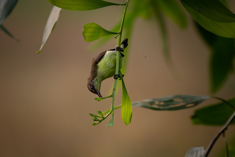 purple rumped sunbird i like sucking nectar from flowers paladugu rajasekhar andhrapradesh creativehut