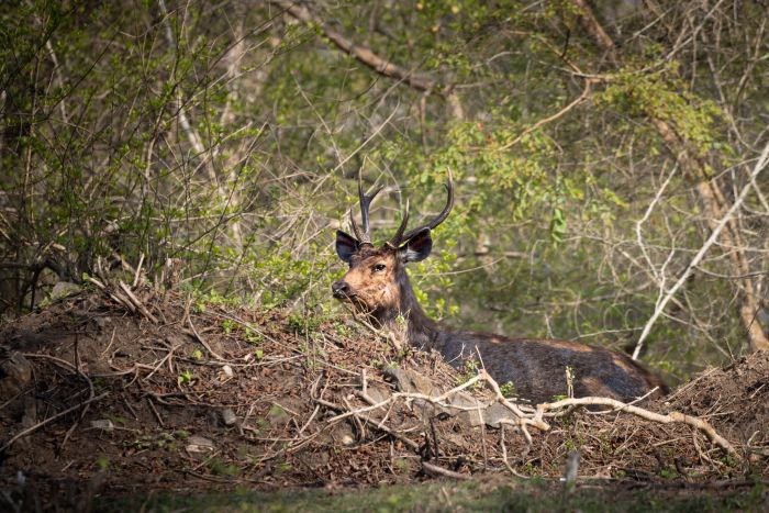 sambar deer i am shy to pose-paladugu rajasekhar andhrapradesh creativehut