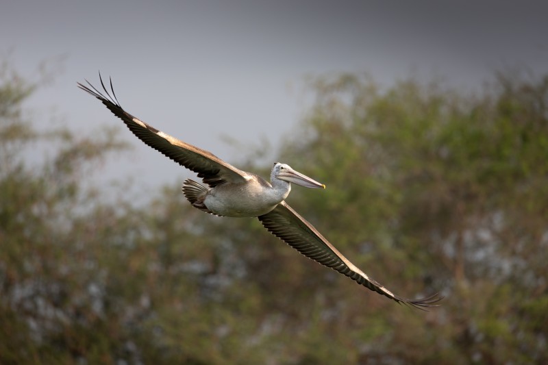 spot billed pelican lets fly-i-am-in-a-good-mood paladugu rajasekhar andhrapradesh creativehut