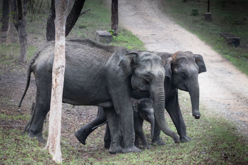 tusker family lets cross the-road-paladugu rajasekhar andhrapradesh creativehut