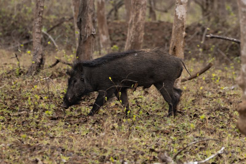 wildboar i am a combination-of-bravery and-savegery paladugu rajasekhar andhrapradesh creativehut