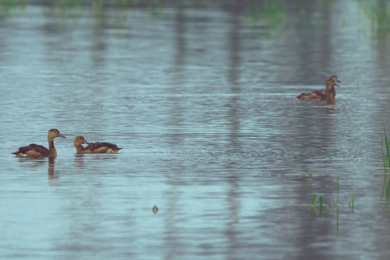 brown teal on the water