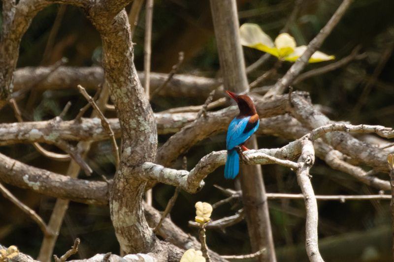 common kingfisher in a straight branch