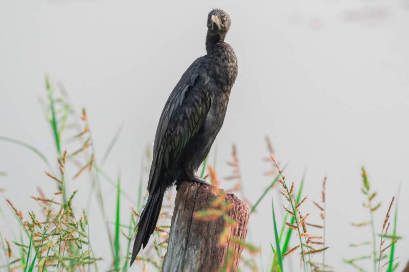 cormorant sitting in a wood piece